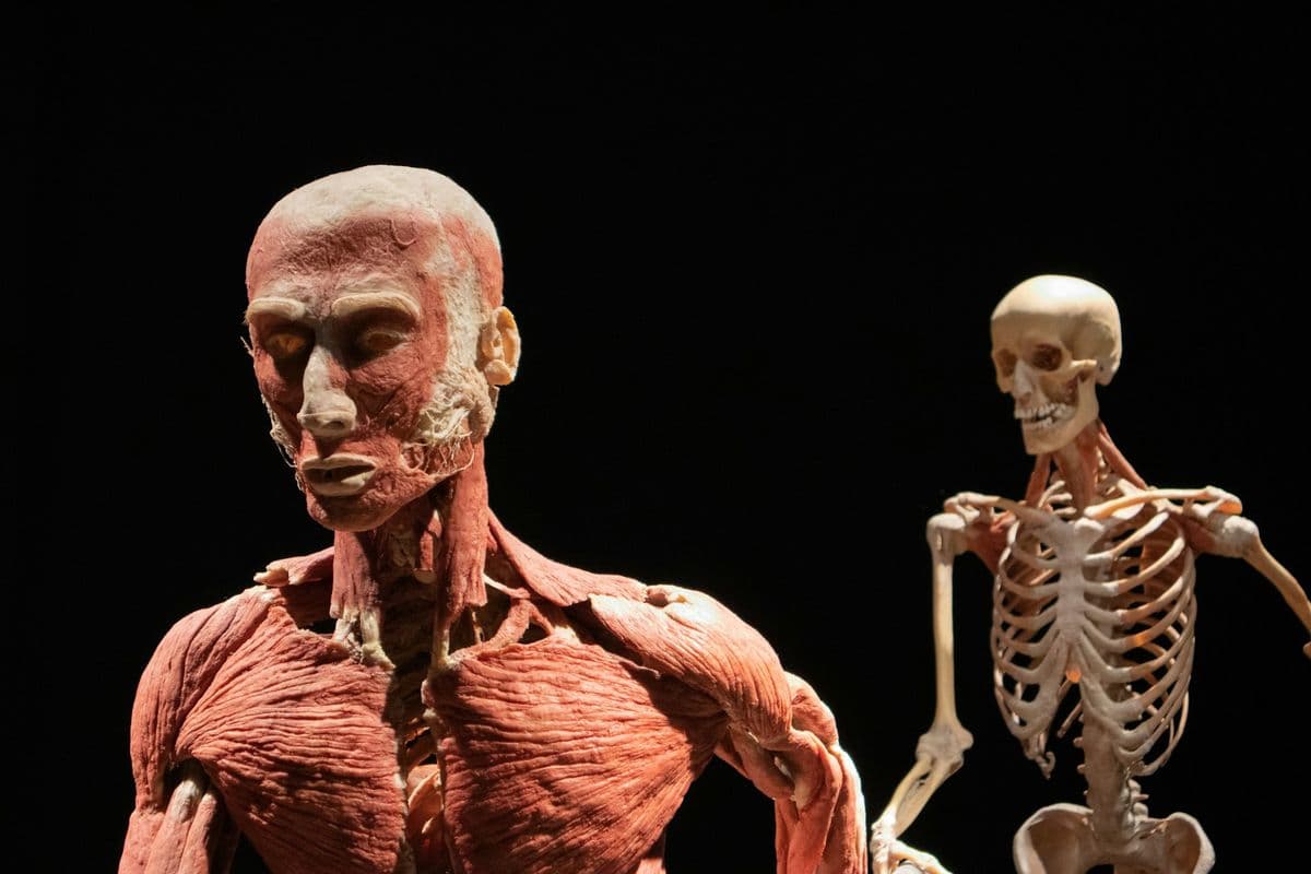 Real Bodies at Horseshoe Las Vegas