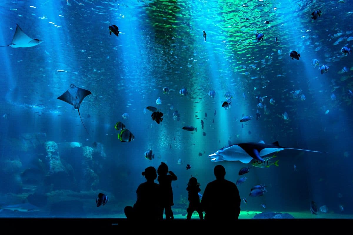 Shark Reef Aquarium at Mandalay Bay